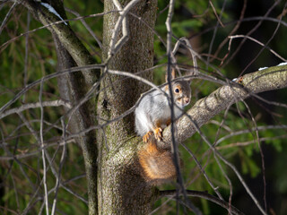 The squirrel sits on a tree branch and looks ahead. The animal and the tree are illuminated by the sun. Forest background with squirrel.