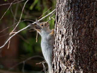 Squirrel on a tree trunk against the background of the forest. The squirrel has gray fluffy fur and fluffy ears. Close-up.