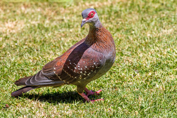 Guineataube
