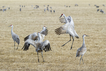 Migrating Greater Sandhill Cranes in Monte Vista, Colorado