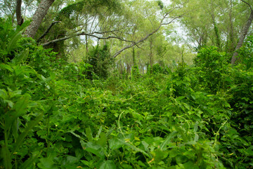 Tropical rainforest. View of the lush vegetation beautiful green foliage.