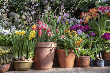 Fototapeta na wymiar A lot of spring flowers in clay pots stand in a row.