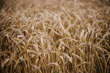 golden wheat field in summer