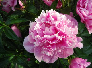 Obraz premium pink peony flower