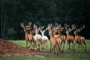 Naklejka na ściany i meble herd of deer running to the woods