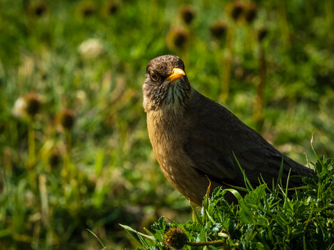 Austral Thrush (Turdus falcklandii) on Carcass Island, Falkland Islands
