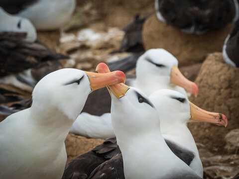 Courtship, Black-browed Albatross (Thalassarche melanophris) on Steeple Jason Island, Falkland Islands
