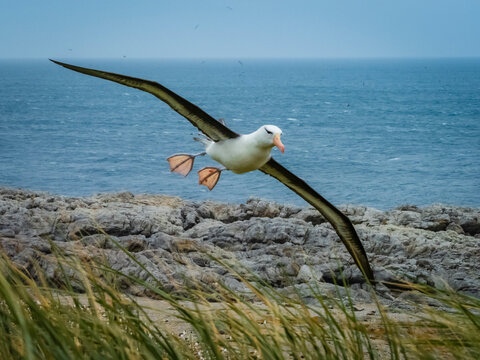 Black-browed Albatross (Thalassarche melanophris) on Steeple Jason Island, Falkland Islands