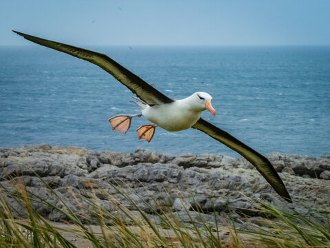 Black-browed Albatross (Thalassarche melanophris) on Steeple Jason Island, Falkland Islands