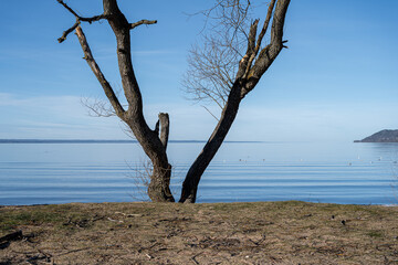 Fototapeta na wymiar A beautiful misty blue lake view in the morning