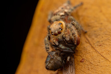 jumping spider is eating flies.
photo macro jumping spider eating flies
on a yellow background