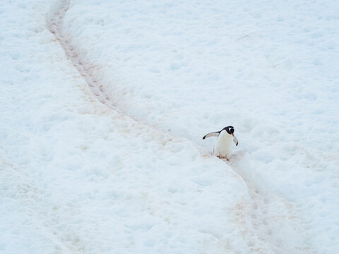 Gentoo Penguins (Pygoscelis papua) following penguin highway at Neko Harbor, Antarctica