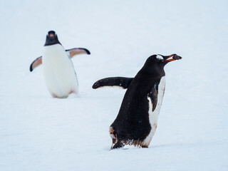Gentoo Penguins (Pygoscelis papua) building stone nest on Peterman Island, Antarctica