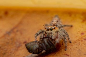 jumping spider is eating flies.
photo macro jumping spider eating flies
on a yellow background