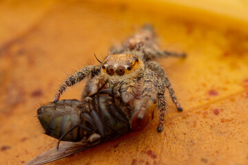 jumping spider is eating flies.
photo macro jumping spider eating flies
on a yellow background