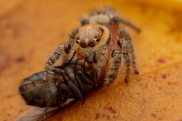 jumping spider is eating flies.
photo macro jumping spider eating flies
on a yellow background