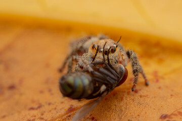 jumping spider is eating flies.
photo macro jumping spider eating flies
on a yellow background