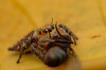 jumping spider is eating flies.
photo macro jumping spider eating flies
on a yellow background