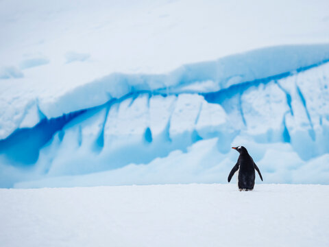 Gentoo Penguin (Pygoscelis papua) and blue ice on Petermann Island, Antarctica