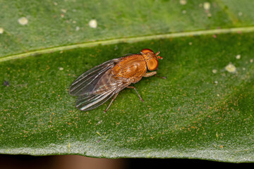 Adult Acalyptrate Fly