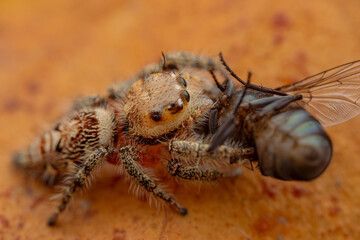 jumping spider is eating flies.
photo macro jumping spider eating flies
on a yellow background