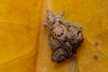jumping spider is eating flies.
photo macro jumping spider eating flies
on a yellow background