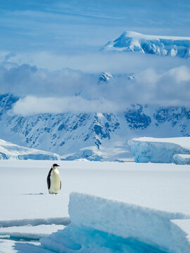 Emperor Penguin (Aptenodytes forsteri) on ice in Gerlache Strait, Antarctica