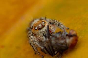 jumping spider is eating flies.
photo macro jumping spider eating flies
on a yellow background