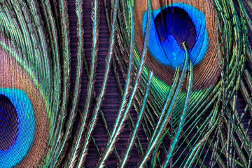Close up Beautiful Indian Village Peacock Features