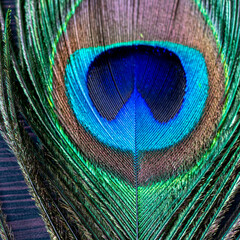 Obraz premium Close up Beautiful Indian Village Peacock Features