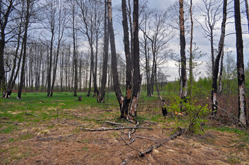 Landscape of a burnt forest, with trees that died after a fire