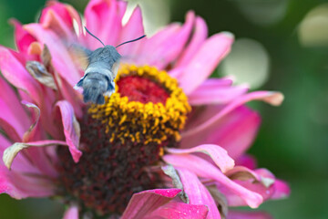 hawk moth, nectary - an insect resembling a hummingbird bird flies up to a zinnia flower to collect nectar
