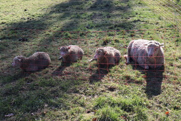 Schaffamile auf der Wiese. Lämmer.