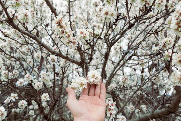 sensitive man's hand with flowers between fingers