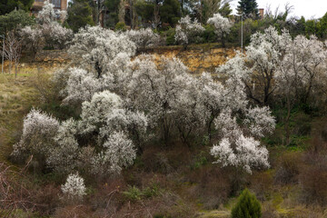 Group of almond trees in bloom, isolated trees
