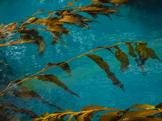 Giant Kelp (Macrocystis spongish) in Hercules Bay, South Georgia