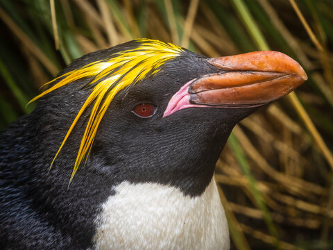 Macaroni Penguin (Eudyptes chrysolophus) in the tussock grass at Cooper Bay, South Georgia