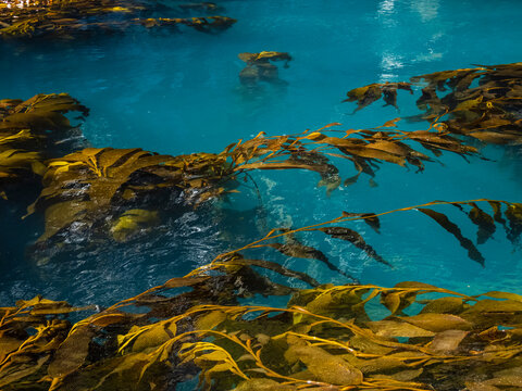 Giant Kelp (Macrocystis spongish) in Hercules Bay, South Georgia