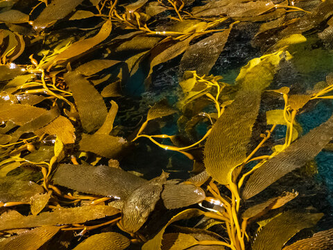 Giant Kelp (Macrocystis spongish) in Hercules Bay, South Georgia