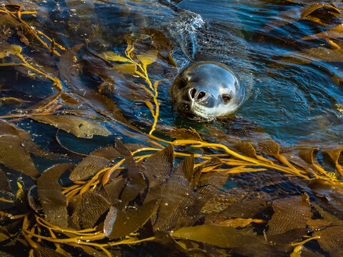 Leopard Seal (Hydrurga leptonyx) pokes its head up through Giant Kelp (Macrocystis spongish) in Hercules Bay, South Georgia