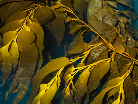 Giant Kelp (Macrocystis spongish) in Hercules Bay, South Georgia