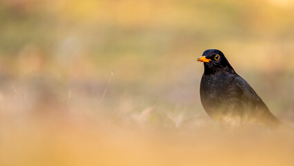 Obraz premium Blackbird in the grass. Common blackbird. Turdus merula. Eurasian blackbird.