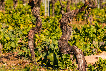 Eine alte Weinrebe in Rheinland-Pfalz im Winter