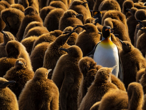 King Penguins (Aptenodytes patagonicus) and oakum boy chics at Gold Harbor, South Georgia