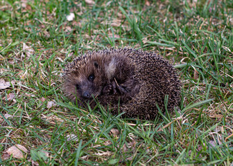 hedgehog in the grass