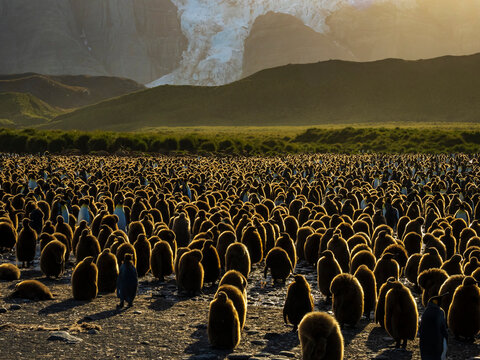 Golden light on King Penguins (Aptenodytes patagonicus) cast long shadows at Gold Harbor, South Georgia
