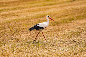 Ein Storch stolziert auf einem Stoppelfeld