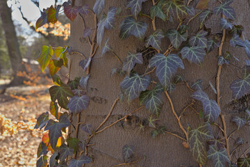 Ivy growing on a tree in a morning sunlight