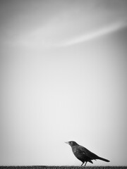Blackbird on a wall in against grey sky. Black and white photography.