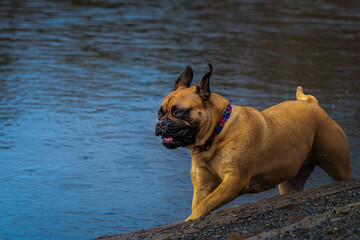 2022-03-01 LARGE BULLMASTIFF RUNNING ALONG A LAKE SHORE AT THE OFF LEASH AREA AT MARYMOOR PARK IN REDMOND WASHINGTON